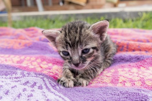 Adorable and sleepy tabby kitten