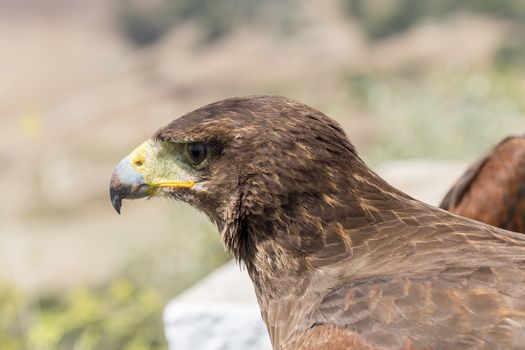 Golden eagle resting in the sun with open beak