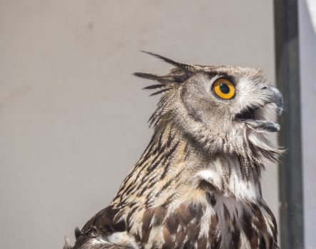 Eurasian Eagle-Owl, Bubo bubo