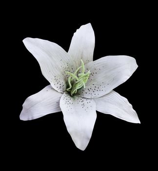 White artificial flower isolated on black with clipping path