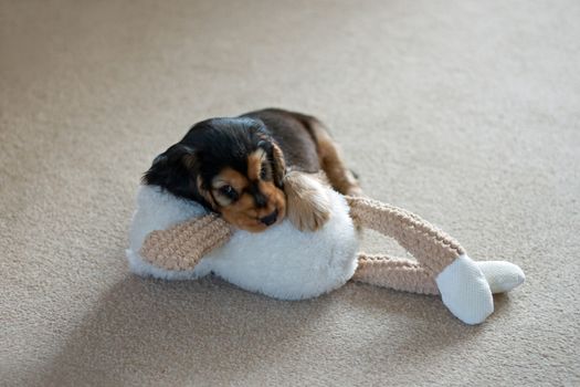 Eight-week-old English Show Cocker Spaniel puppy with chew toy.