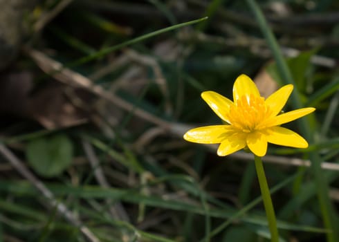 Yellow Lesser Celandine flower in English countryside with space for copy or text.