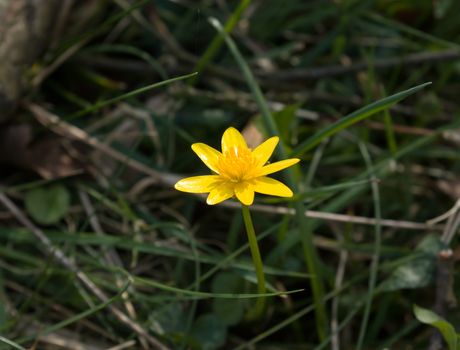 Yellow flower of Lesser Celandine, in English countryside.