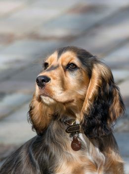 Sable coloured female English Show Cocker Spaniel puppy, aged four months.