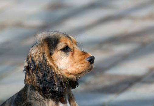 Sable coloured female English Show Cocker Spaniel puppy, aged four months.