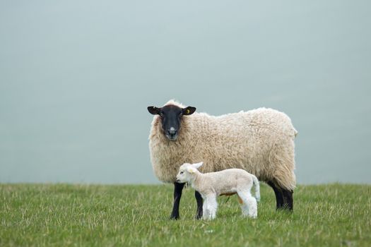 A ewe and her newborn lamb on the East Sussex South Downs during Springtime.