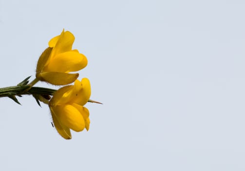 Yellow Gorse flowers against sky background, with copy space for text.