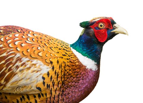 Isolated Detail Of A Male Pheasant Bird