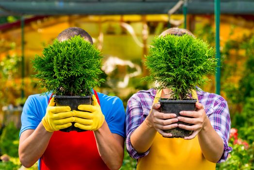 Seedlings of trees in the hands of experienced gardeners