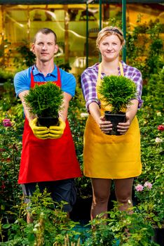 Portrait of young gardeners in a greenhouse with seedlings of trees