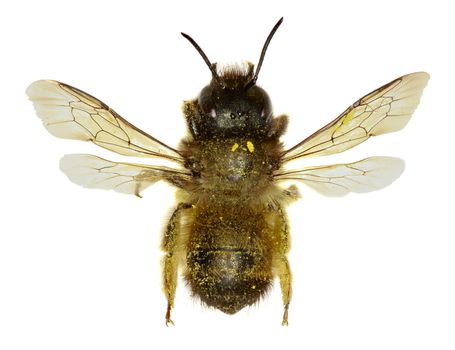 Red Mason Bee on white Background  -  Osmia bicornis (Linnaeus,1758)