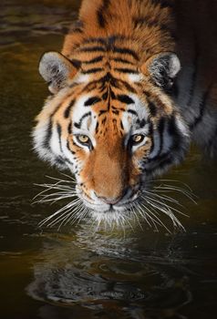 Close up portrait of young Siberian tiger (Amur tiger, Panthera tigris altaica) in water, looking at camera, high angle view
