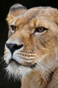 Close up side portrait of female African lioness