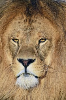 Extreme close up portrait of mature male African lion with beautiful mane, looking at camera