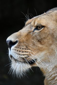 Close up side portrait of female African lioness