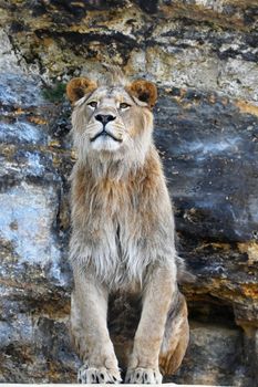 Close up portrait of mature male African lion sitting on stone rocks, looking at camera, low angle view