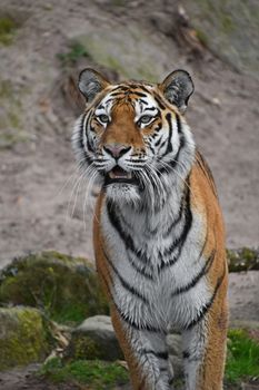 Close up portrait of young Siberian tiger (Amur tiger, Panthera tigris altaica), mouth open, looking at camera