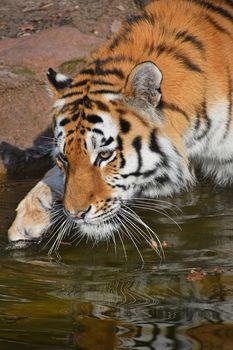 Close up side profile portrait of Siberian tiger (Amur tiger, Panthera tigris altaica) touching water with paw