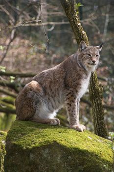 Close up side profile portrait of young Eurasian lynx sitting on moth stone in forest among trees, looking at camera, low angle view