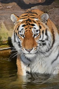 Close up portrait of young Siberian tiger (Amur tiger, Panthera tigris altaica) male in water, looking at camera, high angle view