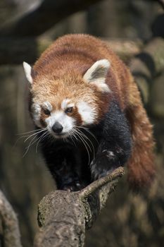 One red panda (Ailurus fulgens, lesser panda) close up portrait walking on tree branch, looking at camera, low angle view