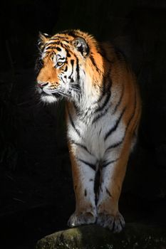 One Siberian tiger (Amur tiger, Panthera tigris altaica) steps out to light from dark shadow and looks aside of camera, low angle view