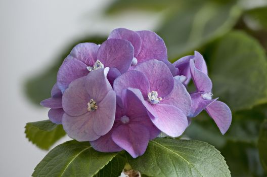 violet  flowers hydrangea springtime macro