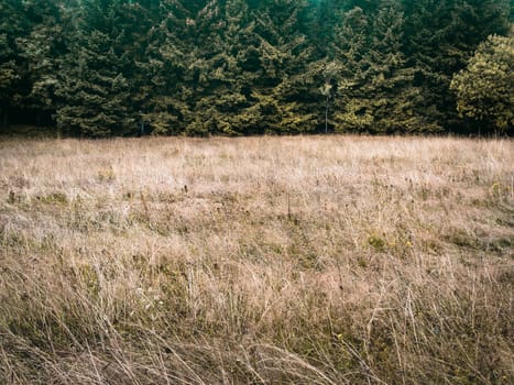 Forest trees and meadow, simple natural background backdrop, without sky, nearly just duo chrome or duotone, two-thirds, big copy space. darker muted colours