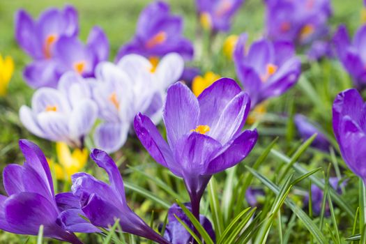 several multicoloured crocus flowers growing in grass