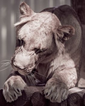 Wild animal, lying lioness licks its paw closeup