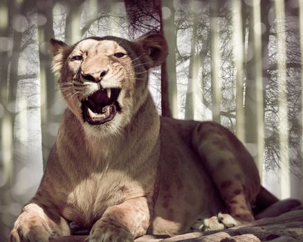 Wild animal, lying lioness closeup