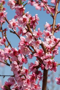 Peach blossoms close-up against the blue sky