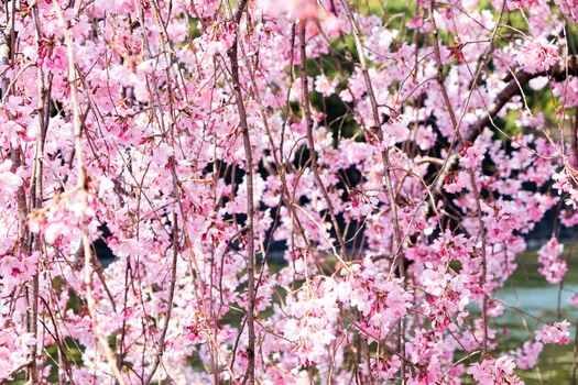 Cherry blossom season, Tokyo Japan