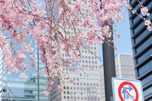 Cherry blossom season, Tokyo Japan