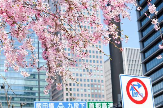 Cherry blossom season, Tokyo Japan