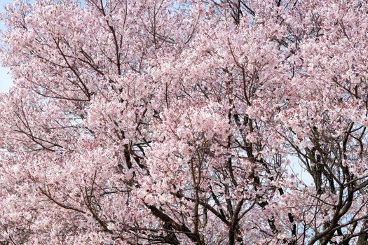 Cherry blossom season, Tokyo Japan