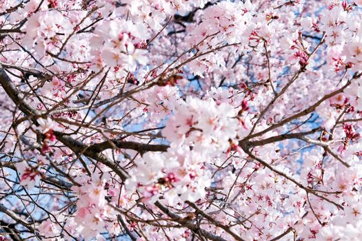 Cherry blossom season, Tokyo Japan