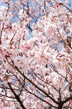 Cherry blossom season, Tokyo Japan