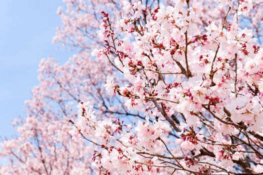 Cherry blossom season, Tokyo Japan