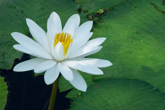 White water lily flower blooming
