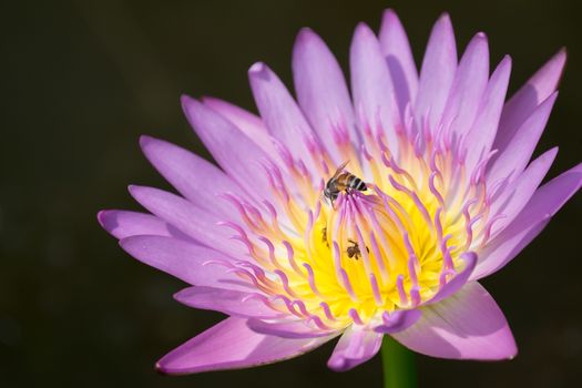 Bee on pink lotus flower