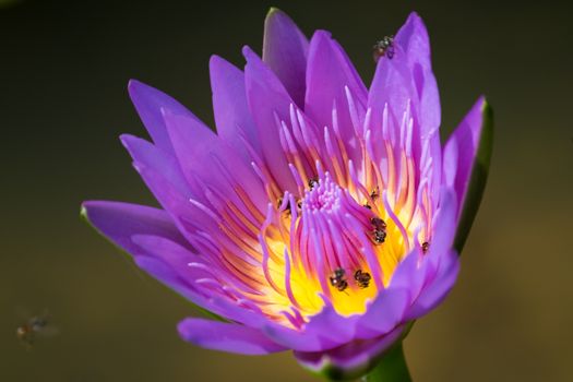 Purple lotus flower blooming and bee
