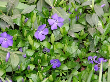 Beautiful  Violet Flowers
