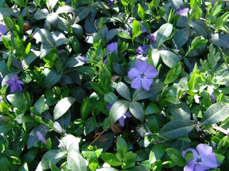 Beautiful  Violet Flowers