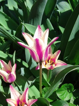 Fresh tulips in warm sun light