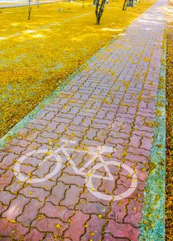 bike pavement in pathway with beautiful yellow flowers on park