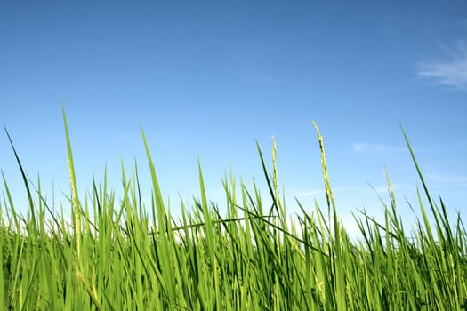 beautiful of green rice with blue sky for wallpaper and background