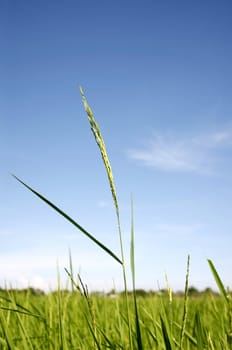 beautiful of green rice with blue sky