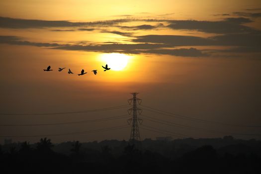 Sunrise in morning with high voltage poles and beautiful bird flying pass