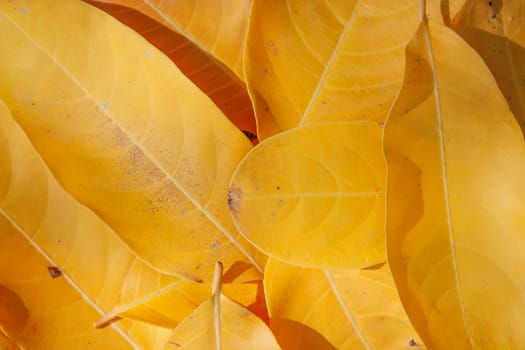 heap of yellow leaf on ground in morning